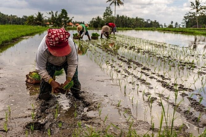 Ubud: Downhill Cycling with Volcano, Rice Terraces and Meal - Rice Fields and Backroads: The Part Your Photos Can’t Fully Explain