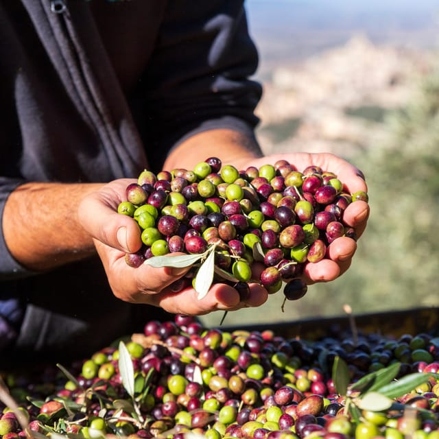 Umbria: E-Bike Rental and Fresh EV Olive Oil Tasting - Price and value: is $89.50 worth it?