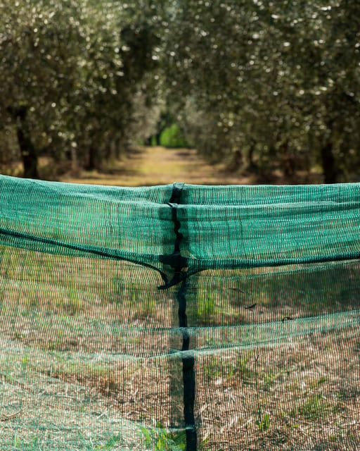 Umbria: E-Bike Rental and Fresh EV Olive Oil Tasting - Should you book this experience?