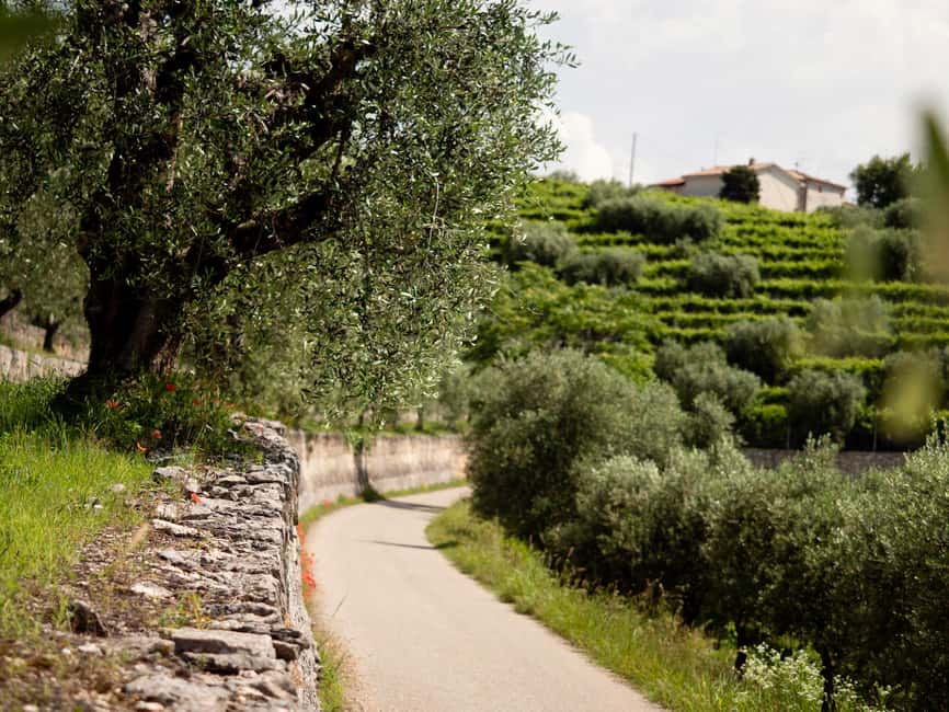 Valpolicella Wine Museum: E-bike rental with App and Tasting - Pace, distance, and who this suits best
