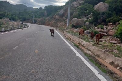Vietnam Cycling Tour: Ho Chi Minh city to Hoi An - Day 2: Cham towers and a big downhill day toward Nha Trang