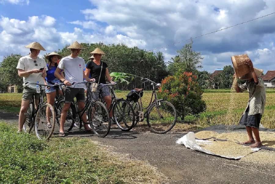 Yogyakarta: Countryside Village Cycling Tour With Guide - Crops, Seasons, and a Countryside Route That Actually Teaches