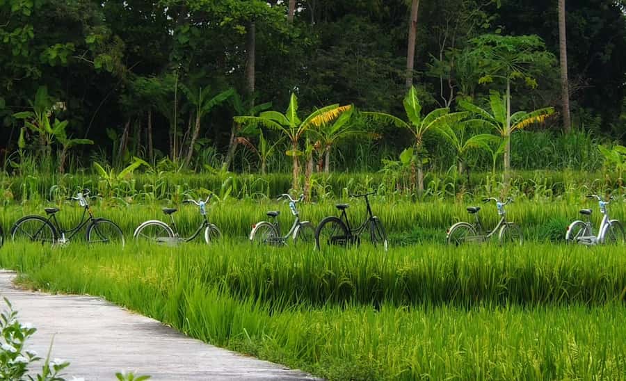 Yogyakarta: Countryside Village Cycling Tour With Guide - Who This Tour Fits Best (and Who Might Want to Skip It)