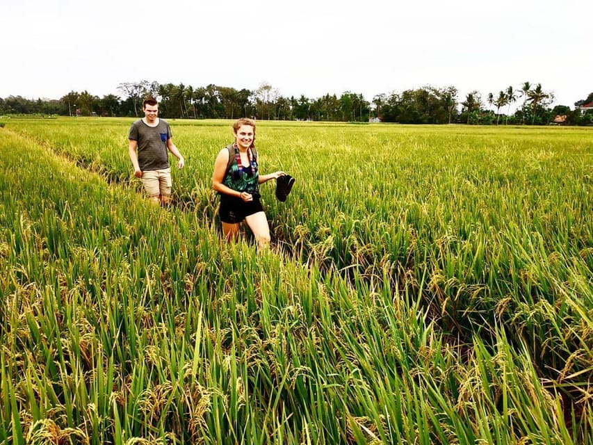 Yogyakarta: Traditional Village Bicycle Tour with Transfer - Transfer Back to Yogyakarta: Easy Ending, Same Driver Energy